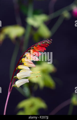 L'Ipomoea lobata. Pavillon espagnol. L'Ipomoea versicolor. Firecraker floraison de la vigne Banque D'Images