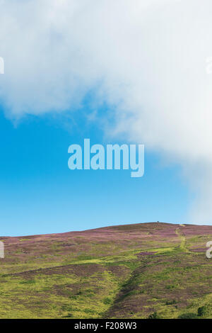 Calluna vulgaris. Floraison violet heather sur une colline dans la région des Scottish Borders. L'Ecosse Banque D'Images