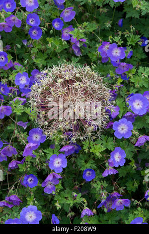 Passé l'Allium Christophii Semences Fleurs en tête parmi les fleurs. Étoile de Perse les coupelles de semences Banque D'Images