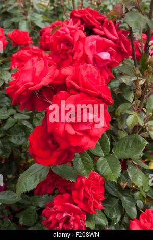 Un Runatru Invincible Rosa floribunda rose rouge vif Banque D'Images