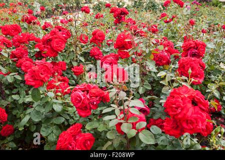 Un Runatru Invincible Rosa floribunda rose rouge vif Banque D'Images