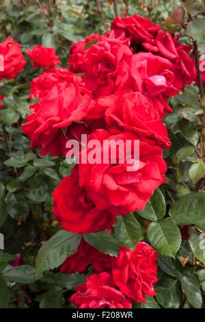 Un Runatru Invincible Rosa floribunda rose rouge vif Banque D'Images