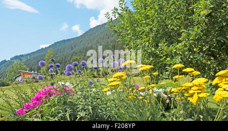 In den Alpen Blumenwiese Banque D'Images