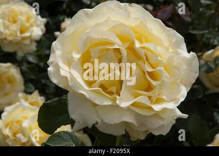 Rosa Elina Dicjana avec pétales jaune pâle teintée de rose Banque D'Images