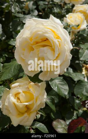 Rosa Elina Dicjana avec pétales jaune pâle teintée de rose Banque D'Images