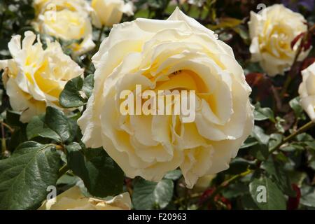 Rosa Elina Dicjana avec pétales jaune pâle teintée de rose Banque D'Images