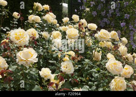 Rosa Elina Dicjana avec pétales jaune pâle teintée de rose Banque D'Images