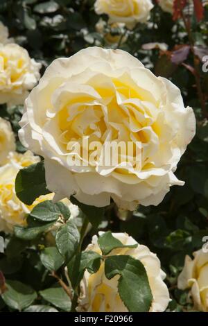 Rosa Elina Dicjana avec pétales jaune pâle teintée de rose Banque D'Images