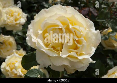 Rosa Elina Dicjana avec pétales jaune pâle teintée de rose Banque D'Images