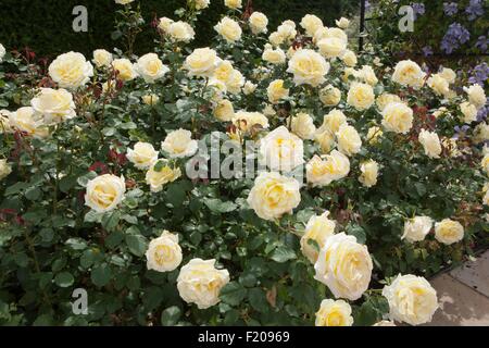 Rosa Elina Dicjana avec pétales jaune pâle teintée de rose Banque D'Images