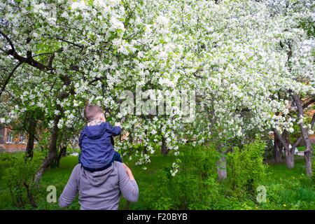 Tout-petit homme assis sur les épaules des Pères blancs à orchard blossom Banque D'Images