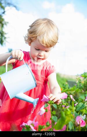 Female toddler arrosage fleurs roses en champ de fleur Banque D'Images