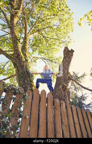 Jeune garçon escalade arbre, low angle view Banque D'Images