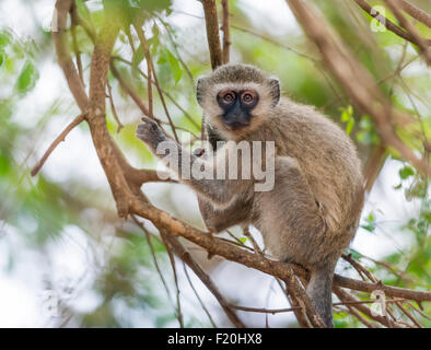 Un singe en Kruger National Park, Afrique du Sud Banque D'Images