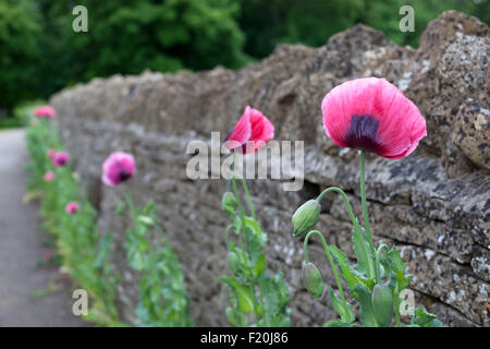 Le pavot contre mur en pierre sèche, Cotswolds, Gloucestershire, Angleterre, Royaume-Uni, Europe Banque D'Images