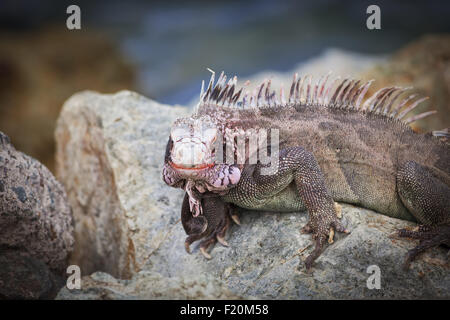 Iguane sauvage sur les rochers dans l'île antillaise de Saint Thomas Banque D'Images