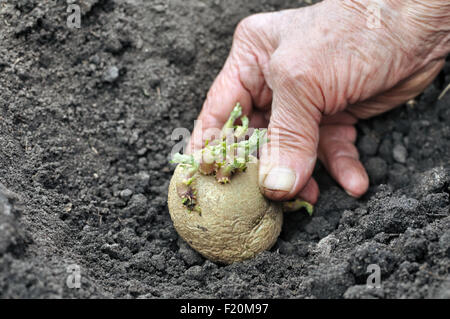 La plantation des semis de pommes de terre germées agriculteur Banque D'Images