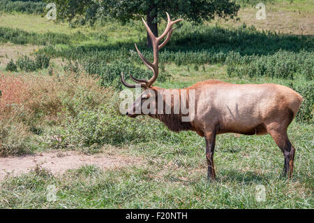 Elk seul). Banque D'Images