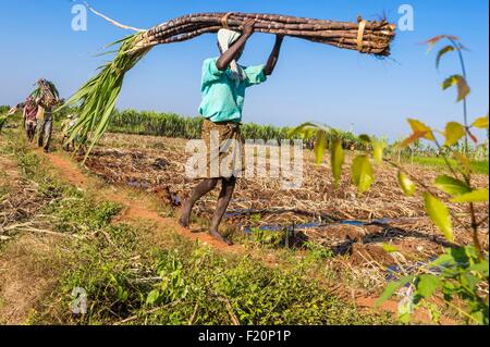 L'Inde, l'Etat du Tamil Nadu, Karaikudi, la collecte de la canne à sucre Banque D'Images