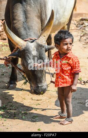 L'Inde, l'Etat du Tamil Nadu, pour Jalikattu Palamedu, zébu championships Banque D'Images