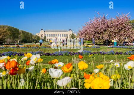 France, Paris, Prunus en fleurs et tulipes au Jardin Botanique au printemps Banque D'Images