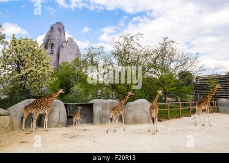 France, Paris, Parc Zoologique de Paris (Zoo de Vincennes) groupe des girafes (Giraffa camelopardalis) dans le Sahel Soudan biozone avant la grande roche qui est l'emblème du zoo depuis 1934 Banque D'Images