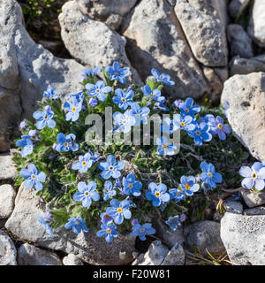 Eritrichium nanum. Miosotide nano. Banque D'Images