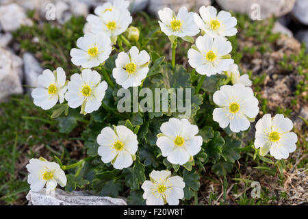 Ranuncolo alpestre. Ranunculus alpestris. Ranunculaceae. Banque D'Images