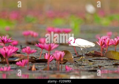 La Thaïlande, l'aigrette garzette en rose water lilies (Egretta garzetta) Banque D'Images