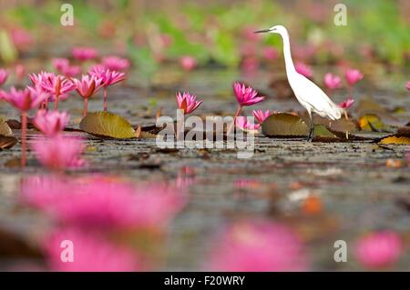 La Thaïlande, l'aigrette garzette en rose water lilies (Egretta garzetta) Banque D'Images