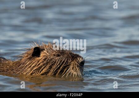 Ragondin, le Ragondin (Myocastor coypus) Banque D'Images