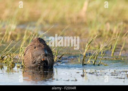 Ragondin, le Ragondin (Myocastor coypus) Banque D'Images