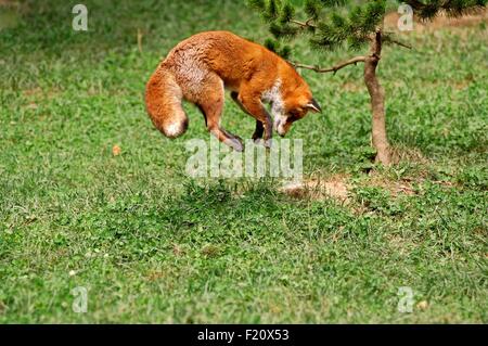 Le renard roux (Vulpes vulpes), sauter sur la souris Banque D'Images