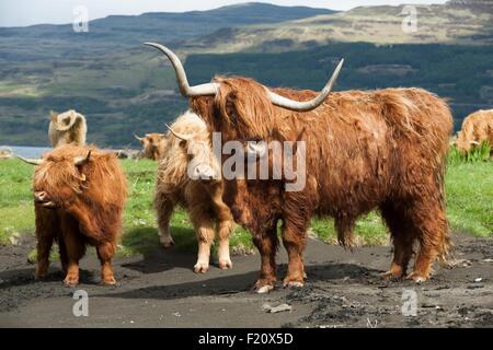 Royaume-uni, Ecosse, Hébrides, Isle of Mull, Loch Scridain Porta, Chaomhain, Highland race Bull, deux bovins et veaux pré salé dans Banque D'Images