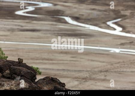 Au Kenya, le lac Magadi, rock (Procavia capensis hyrax), sur une colline Banque D'Images