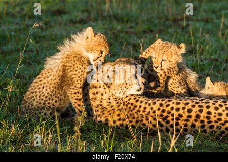 Kenya, Masai-Mara game reserve, le Guépard (Acinonyx jubatus), femme et d'oursons 4 mois Banque D'Images