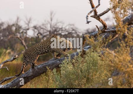 Le Botswana, Moremi, le léopard (Panthera pardus), les jeunes adultes de sexe masculin Banque D'Images