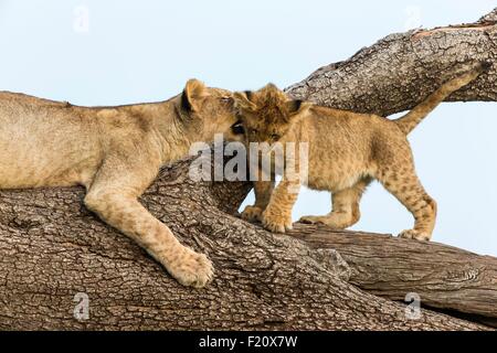 Au Kenya, la réserve Masai-Mara, lion (Panthera leo), youngs jouant Banque D'Images