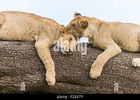 Au Kenya, la réserve Masai-Mara, lion (Panthera leo), youngs jouant Banque D'Images