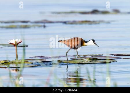 Le Botswana, Chobe national park, african jacana (Actophilornis africanus), et lilyflower Banque D'Images