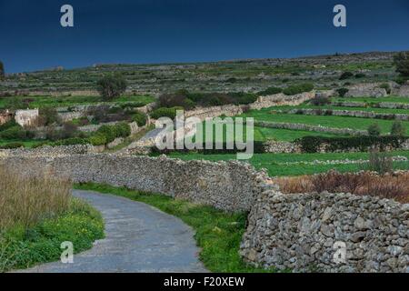 Malte, Siggiewi, Laferla Cross, paysage rural field et de murs en pierre Banque D'Images