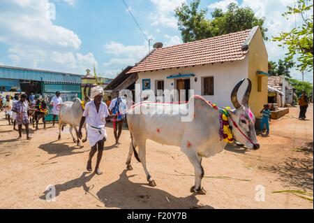 L'Inde, l'Etat du Tamil Nadu, pour Jalikattu Palamedu, zébu champioships Banque D'Images