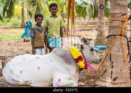 L'Inde, l'Etat du Tamil Nadu, pour Jalikattu Palamedu, zébu champioships Banque D'Images