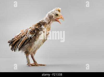 Un adolescent comose chick se tenir sur fond gris Banque D'Images