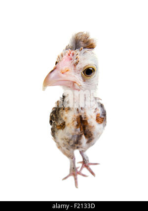 Un adolescent comose chick se tenir sur fond blanc, Close up, regardez sur l'appareil photo Banque D'Images