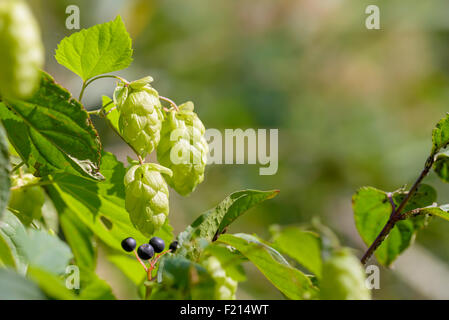 Fleurs femelles de Humulus lupulus, également appelé le houblon, dans la forêt sous le soleil Banque D'Images