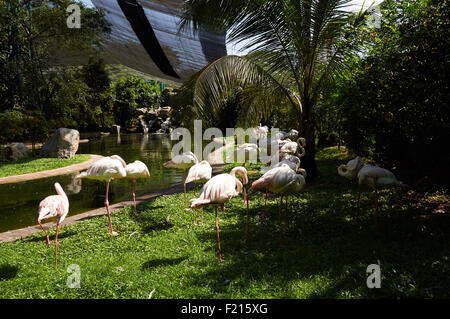 Des flamants roses sur la banque au plus grand parc des oiseaux à Kuala Lumpur Banque D'Images