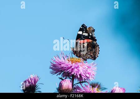 L'amiral rouge papillon sur Michaelmas Daisy Banque D'Images