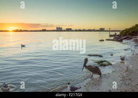 Sur la rive d'oiseaux au coucher du soleil dans le port de Clearwater Banque D'Images