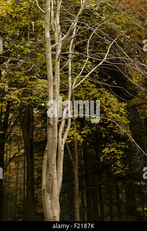 Feuilles de hêtre contre Birch Grove, près de Selkirk, Frontières, Ecosse, Royaume-Uni, Banque D'Images